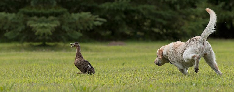 How to Train a Labrador Retriever to Duck Hunt